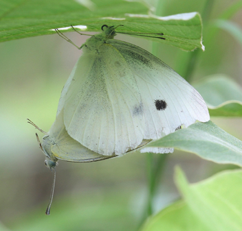 Cabbage White mating pair